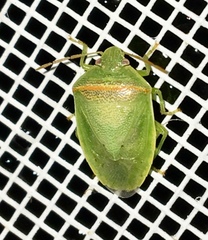 Piezodorus guildinii