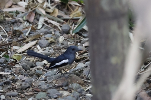 Philippine Magpie-Robin (Copsychus mindanensis), photo 9