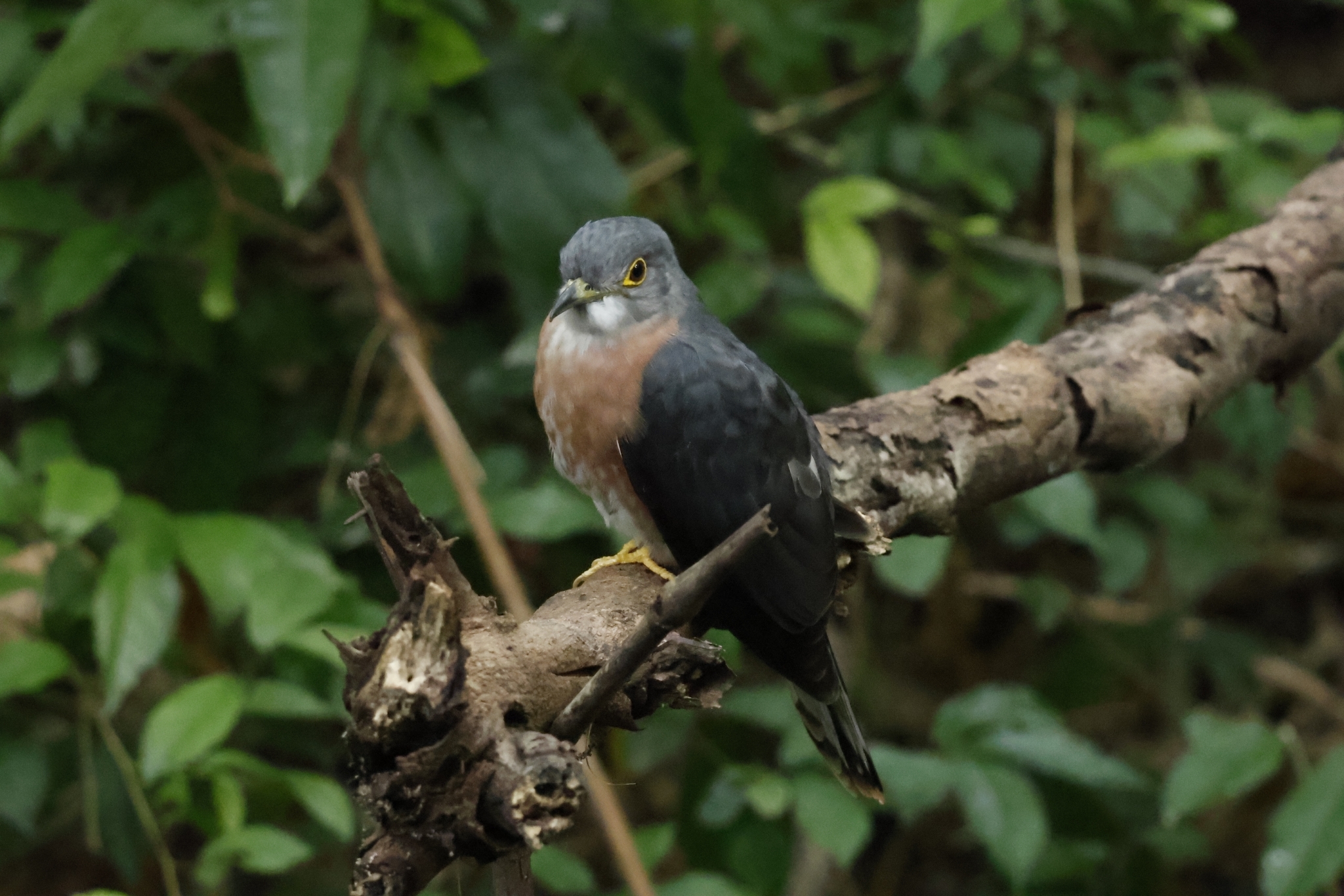 Philippine Hawk-Cuckoo illustration