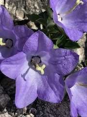 Campanula raineri