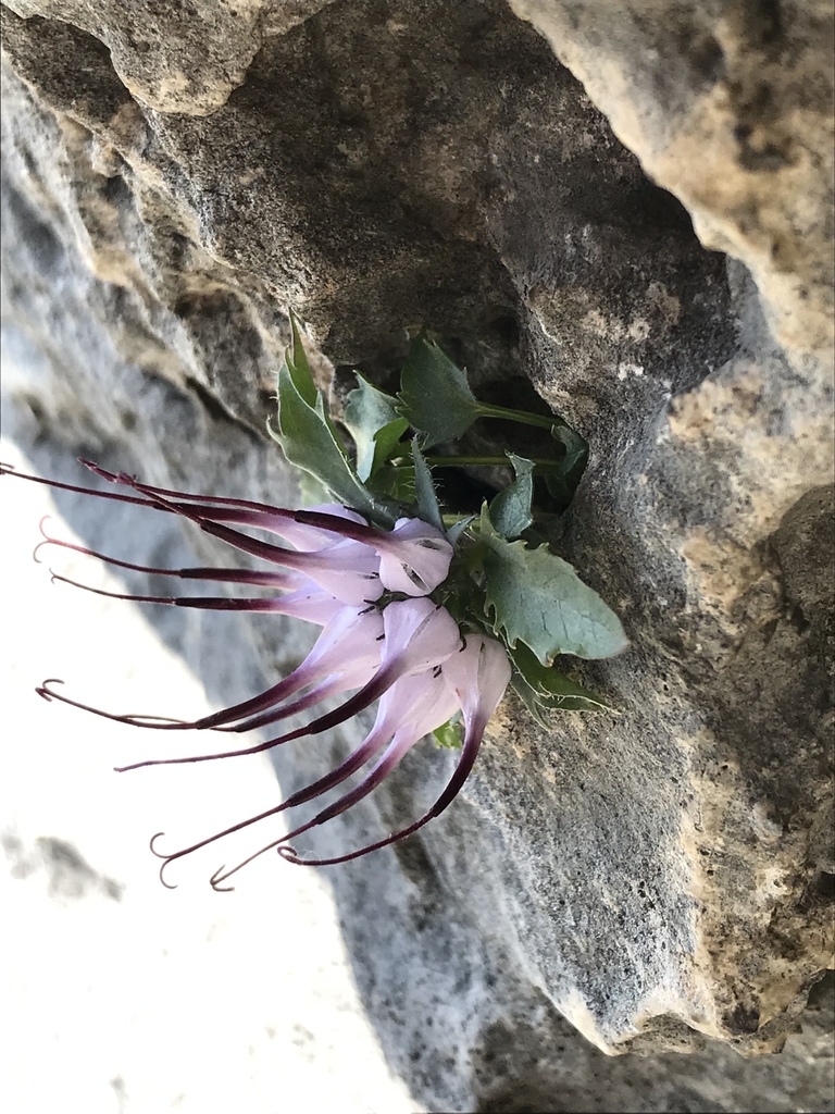 Tufted horned rampion