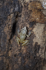 Eleutherodactylus cystignathoides