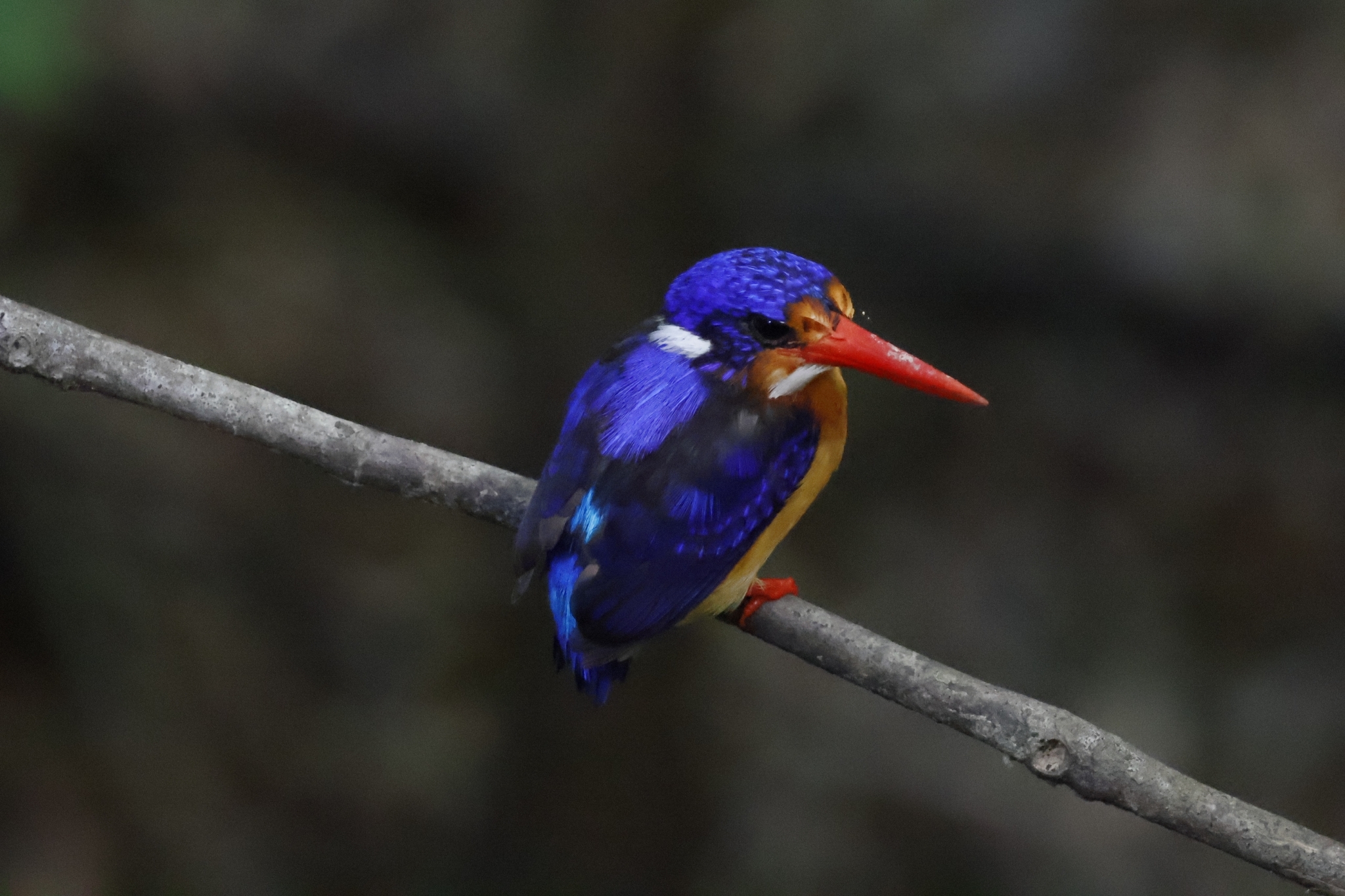 Dimorphic Dwarf Kingfisher (Ceyx margarethae), photo 1