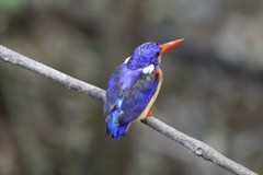 Dimorphic Dwarf-Kingfisher photo 3