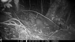 Manis pentadactyla pentadactyla