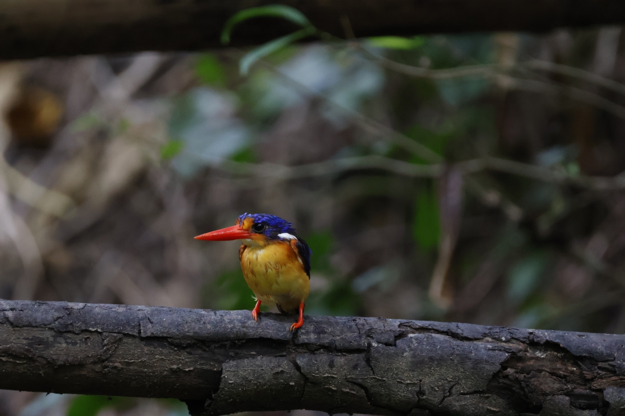 Dimorphic Dwarf Kingfisher (Ceyx margarethae), photo 5
