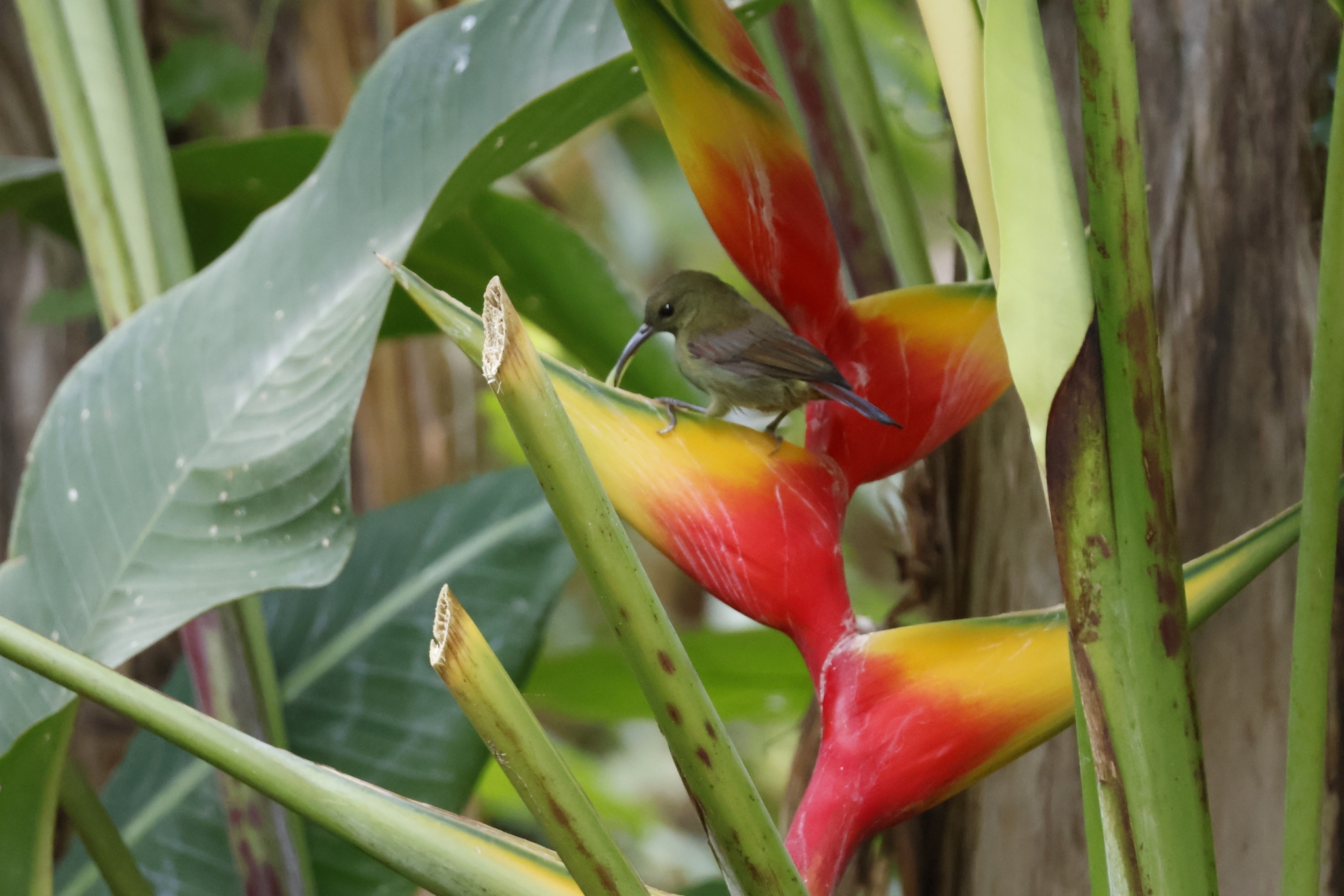 Magnificent Sunbird illustration