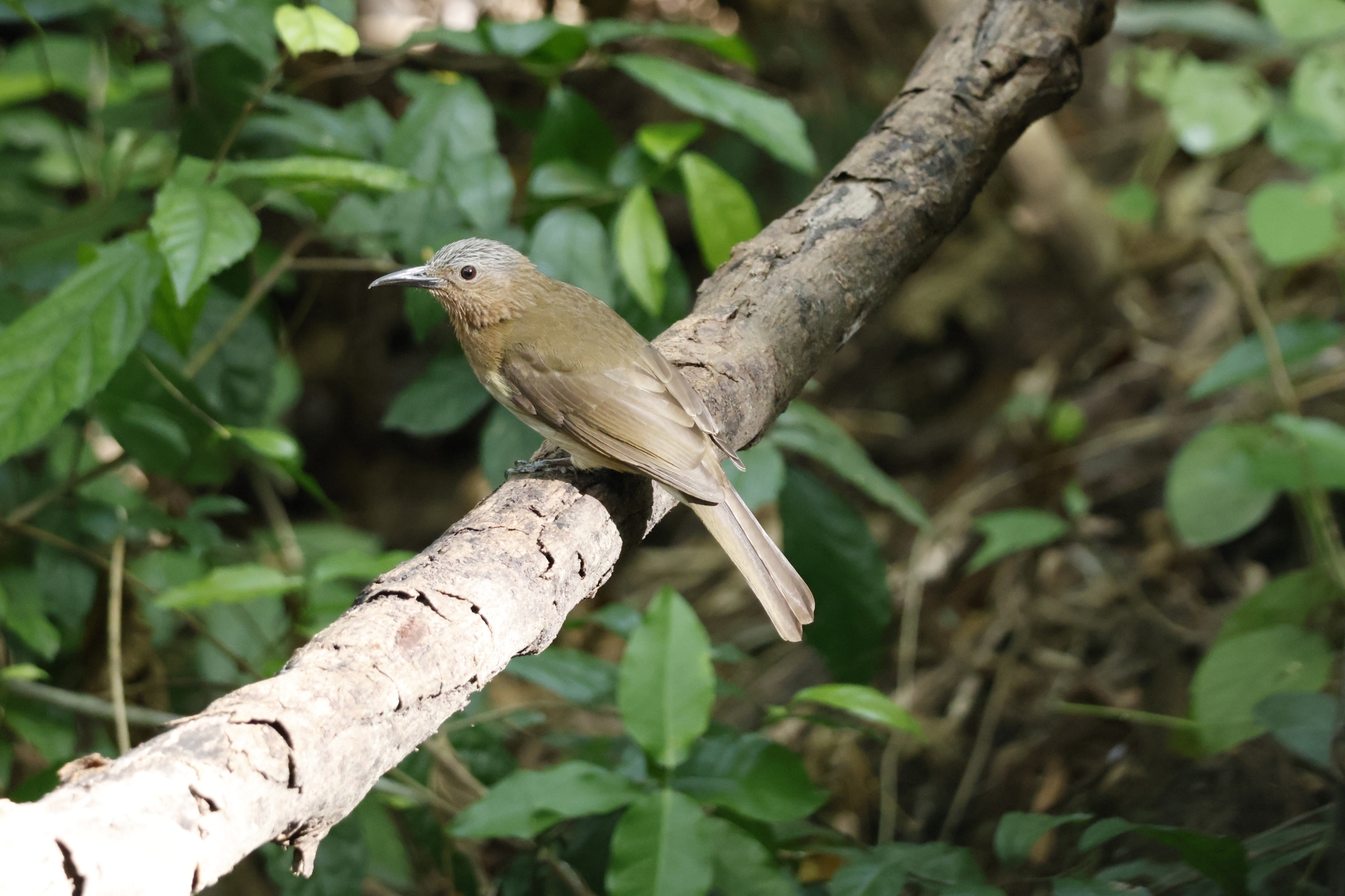 Visayan Bulbul (Hypsipetes guimarasensis), photo 8