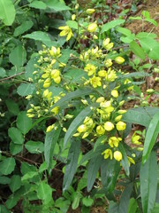 Lysimachia davurica