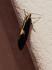 Polix coloradella