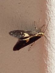 Polix coloradella