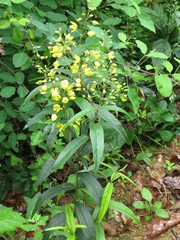 Lysimachia davurica