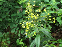 Lysimachia davurica