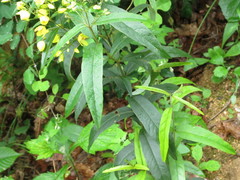 Lysimachia davurica