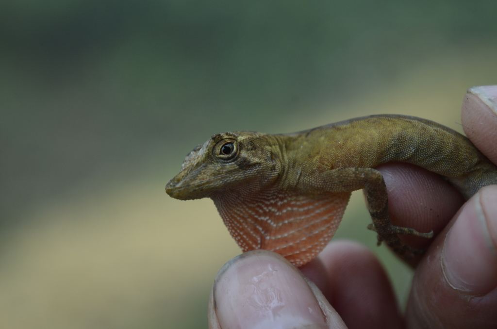 Hidalgo Anole