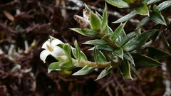 Pimelea pseudolyallii