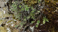 Pimelea pseudolyallii