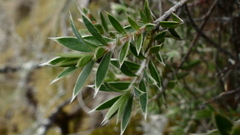 Pimelea pseudolyallii