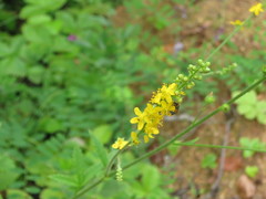 Agrimonia pilosa japonica