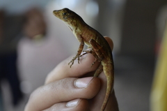 Anolis naufragus
