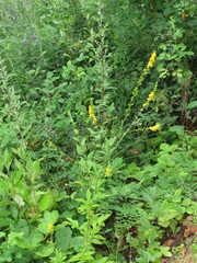 Agrimonia pilosa japonica