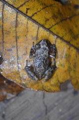 Eleutherodactylus cystignathoides