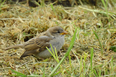 Passer domesticus