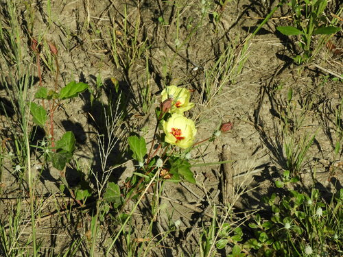 Image of Cienfuegosia drummondii by (c) Pablo H Capovilla, some rights reserved (CC BY)