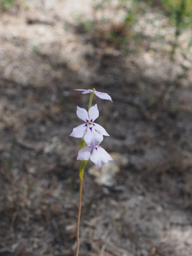 Image of Isotoma hypocrateriformis by (c) Hugo Innes, some rights reserved (CC BY)
