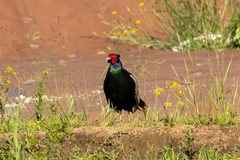 Phasianus versicolor