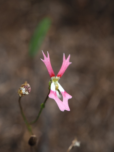 Image of Stylidium ecorne by (c) Hugo Innes, some rights reserved (CC BY)