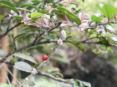 Ilex pubescens