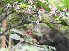 Ilex pubescens
