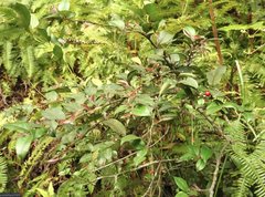 Ilex pubescens