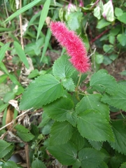 Acalypha pendula
