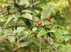 Ilex pubescens