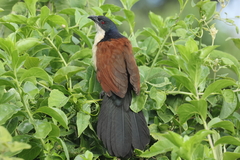 Blue-Headed Coucal photo 2