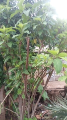 Magnoliopsida