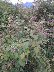 Rubus incanus