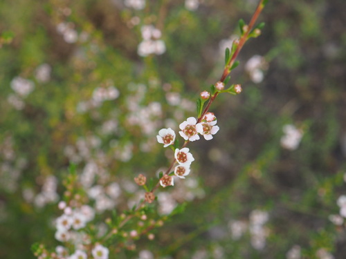 West-coast Astartea (Astartea affinis)