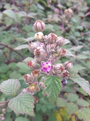 Rubus incanus
