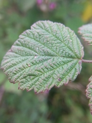 Rubus incanus