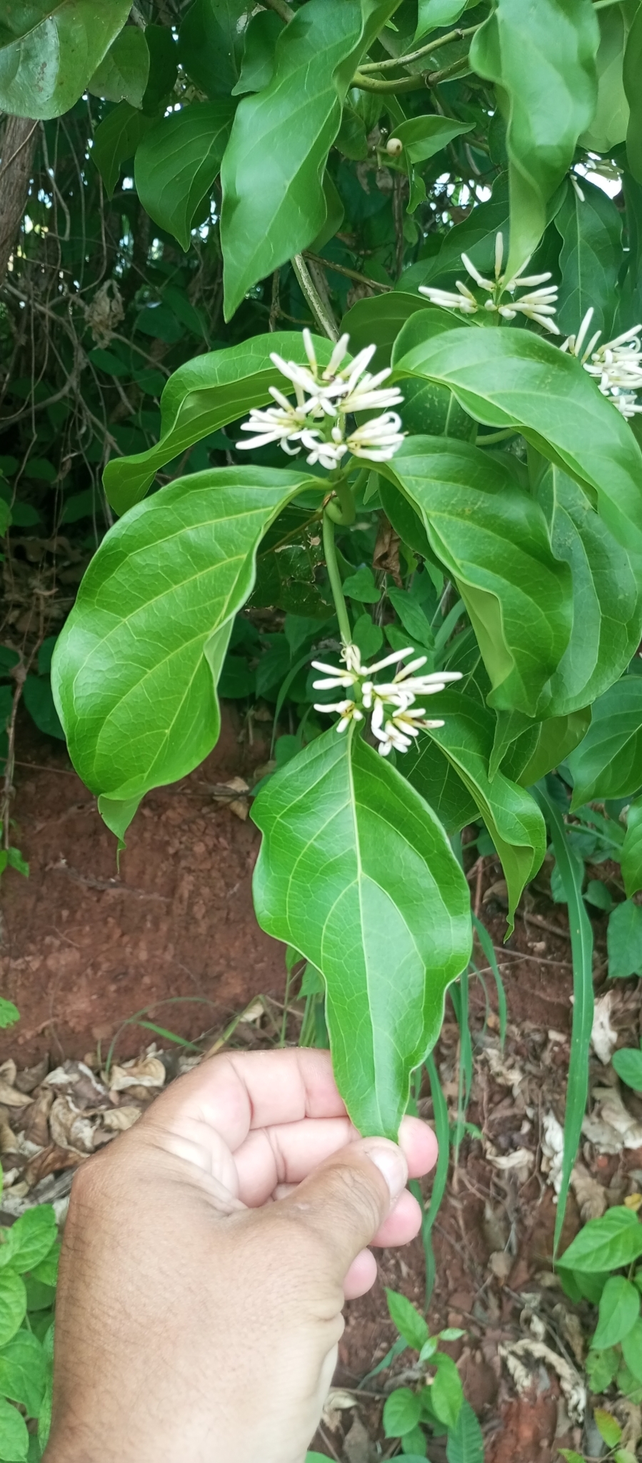 Coussarea hydrangeifolia
