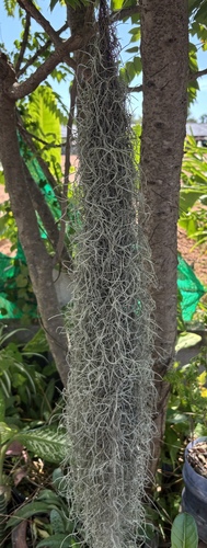 Spanish moss