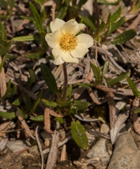 Dryas integrifolia