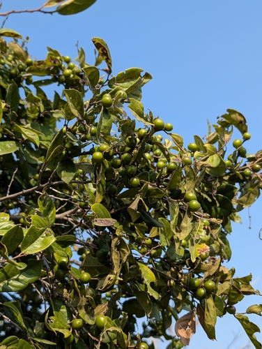Diospyros chloroxylon