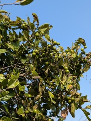 Diospyros chloroxylon
