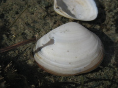 Cyclomactra ovata