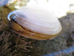 Cyclomactra ovata