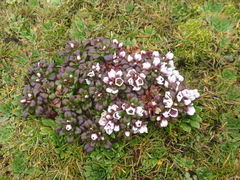 Gentianella cerina